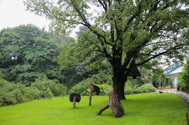 enorme vecchia quercia su un prato verde