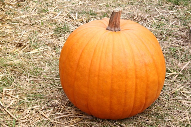 Enorme zucca arancione matura stesa a terra - foto