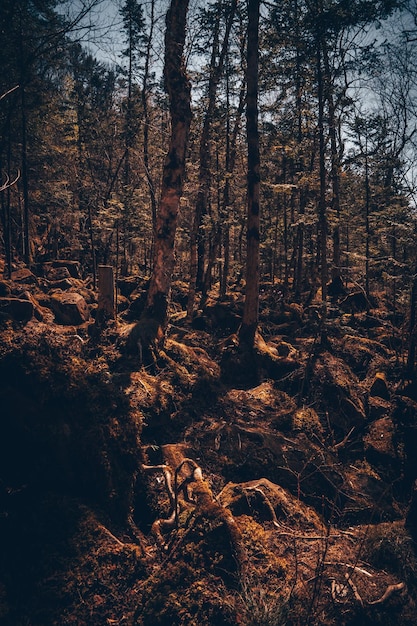 enormi massi nella foresta