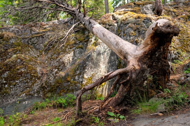 Enormi radici di alberi in una foresta cupa.