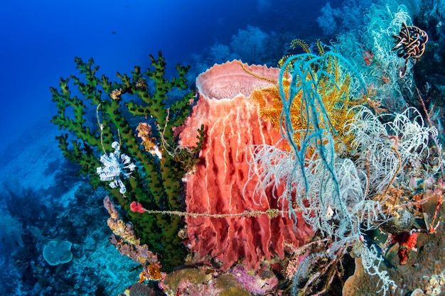 Enormi spugne e pesci tropicali su una barriera corallina nelle Filippine