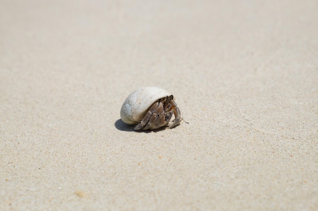 Ensconce di granchio eremita sulla spiaggia