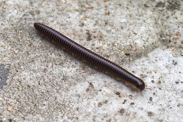 entipede nella foresta pluviale vietnamita