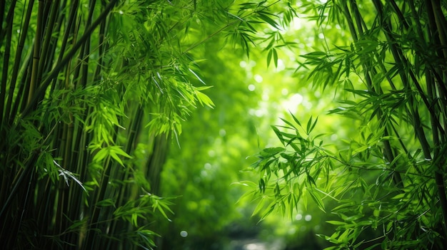 Entrare nella giungla Sperimentare la verdura lussureggiante di un boschetto di bambù da una vista a basso angolo dove gli alberi torreggianti creano un baldacchino sereno