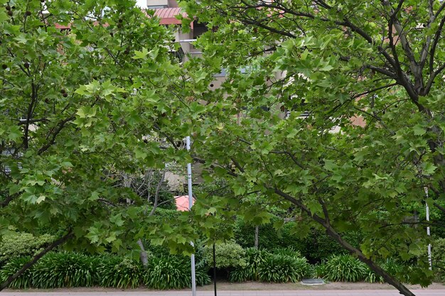 Entrata al parco comunale con la funivia in primo piano