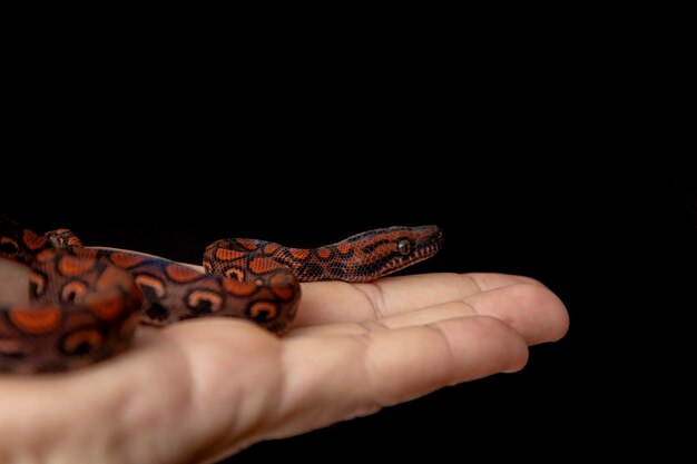 Epicrates cenchria è una specie di boa endemica dell'America centrale e meridionale. I nomi comuni includono il boa arcobaleno e il boa snello.