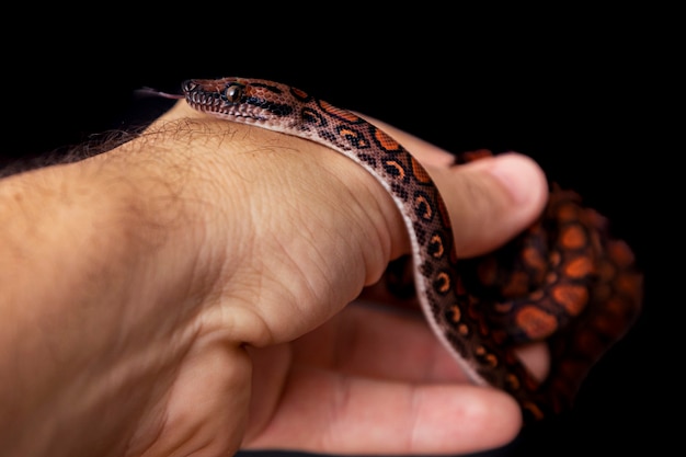 Epicrates cenchria è una specie di boa endemica dell'America centrale e meridionale. I nomi comuni includono il boa arcobaleno e il boa snello.