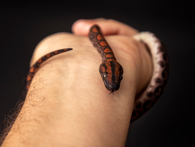 Epicrates cenchria è una specie di boa endemica dell'America centrale e meridionale. I nomi comuni includono il boa arcobaleno e il boa snello.