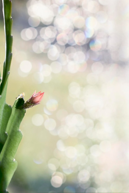 Epiphyllum Fiore rosso su un cactus