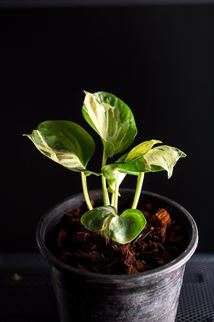 Epipremnum Aureum Manjula in vaso su fondo nero