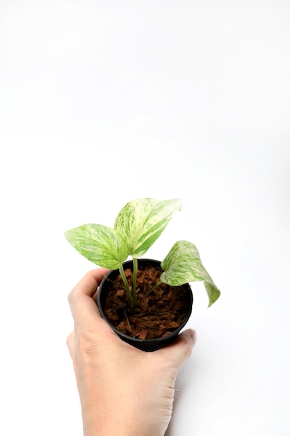 Epipremnum aureum su sfondo bianco