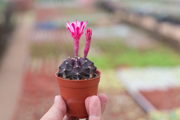 Equipaggi giudicare un piccolo cactus disponibile sul fondo della natura