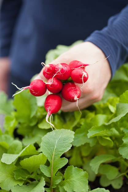 Equipaggi il ravanello di raccolto del giardiniere dal giardino del contenitore di verdure sul balcone