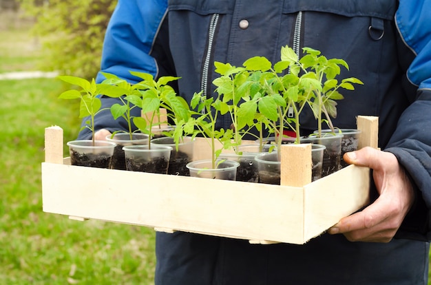 Equipaggi l'agricoltore che tiene una scatola di legno in sue mani con lo spazio della copia con le piantine di pepe e di pomodoro