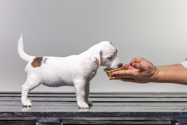 Equipaggi l'alimentazione del cucciolo di Russel della piccola presa sveglia dalla mano su bianco