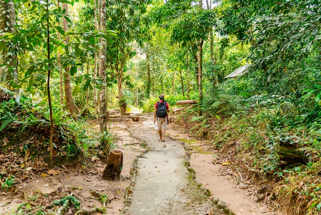 Equipaggi la camminata nella foresta con la natura di luce solare