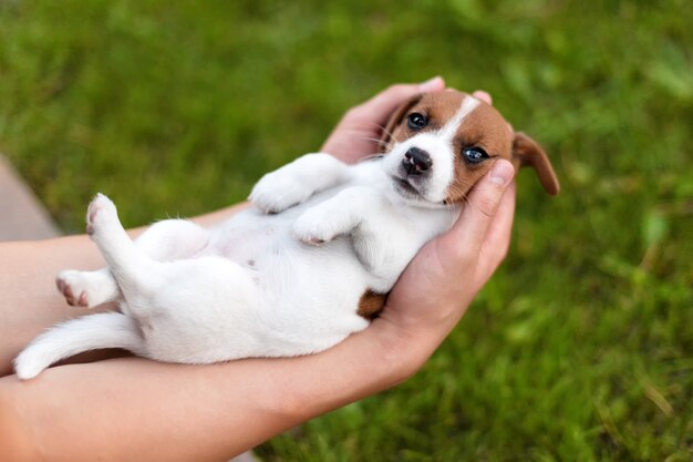 Equipaggi la tenuta del cucciolo sveglio Jack Russel in mani.