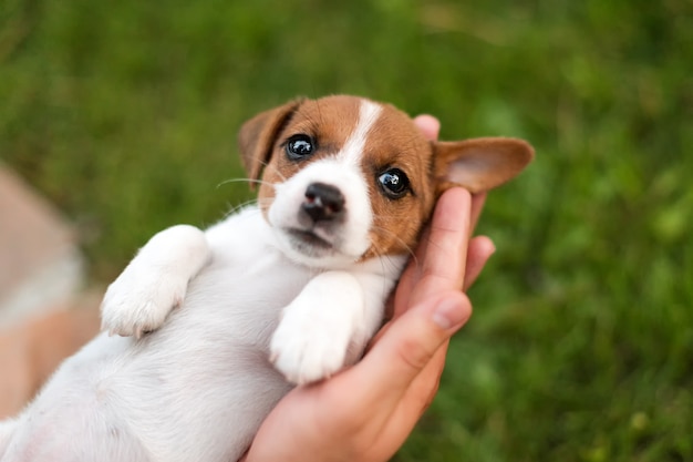 Equipaggi la tenuta del cucciolo sveglio Jack Russel in mani.