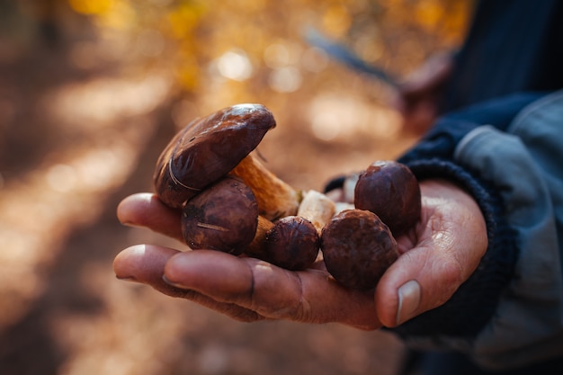 Equipaggi la tenuta della manciata di funghi polacchi nella foresta di autunno. Raccogliere funghi