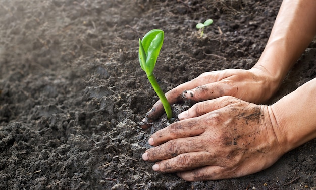 Equipaggi le mani che piantano un giovane albero nel giardino