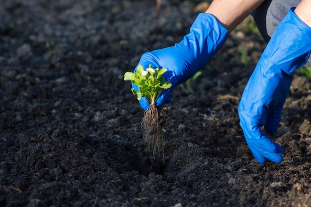 Equipaggia le mani che piantano fiori sulla terra nera