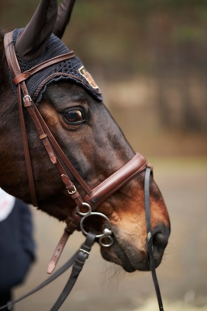 Equitazione Ritratto di cavallo marrone in briglia Cavallo in briglia marrone con inserti in metallo