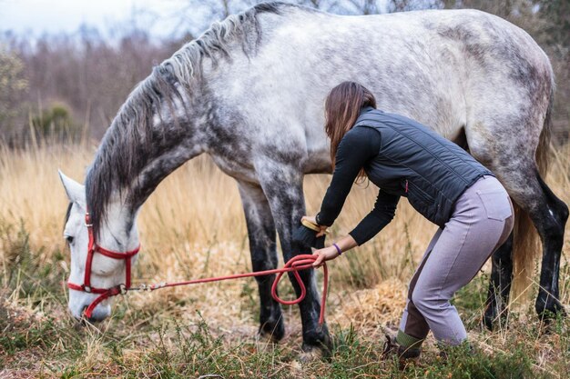 Equitazione sportiva preparazione in campagna ritratto di piccola impresa professionista proprietario attrezzature per animali grigio purosangue