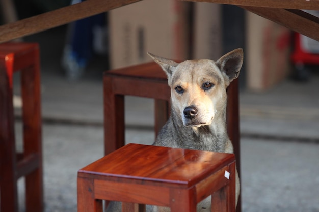 Era un cane molto triste.