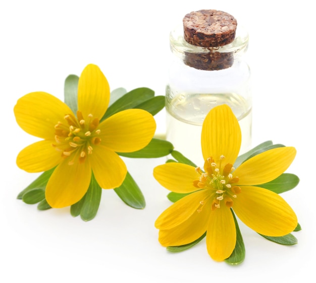 Eranthis hyemalis ed estratto medicinale in una bottiglia su sfondo bianco