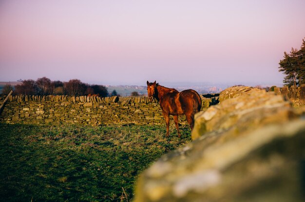 Erba al pascolo sul campo