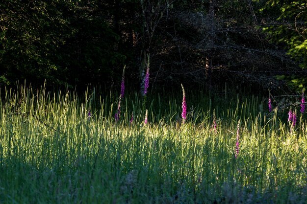 Erba alta piena di semi e fiori