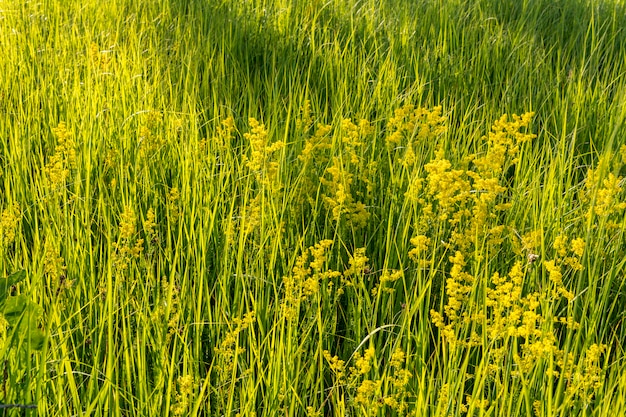 Erba alta verde nel campo.