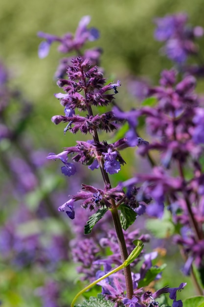 Erba aromatica di salvia selvatica in fiore su un prato primaverile in una giornata di sole