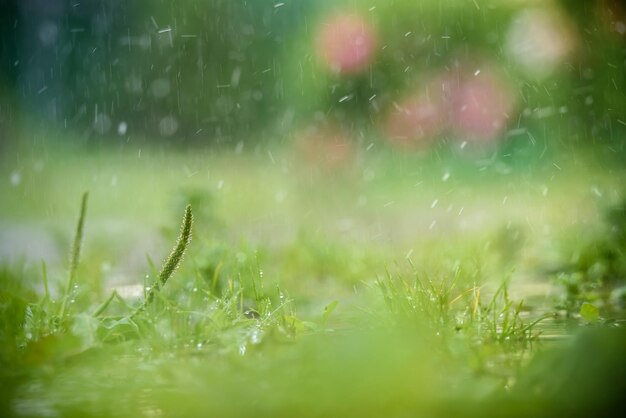 Erba bagnata verde con rugiada sulle lame