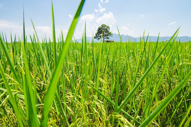 Erba blu del prato verde della fattoria Sfondi nuvolosi di nuvole di cielo