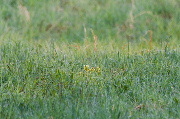 Erba che cresce in campo