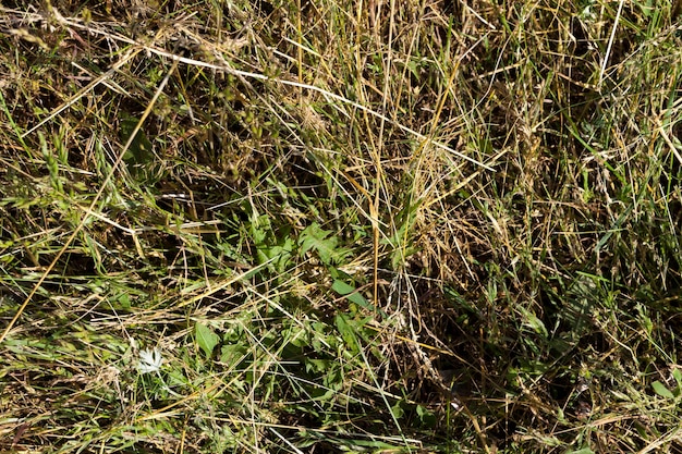 Erba che cresce nel campo, le piante crescono nel campo in forma libera