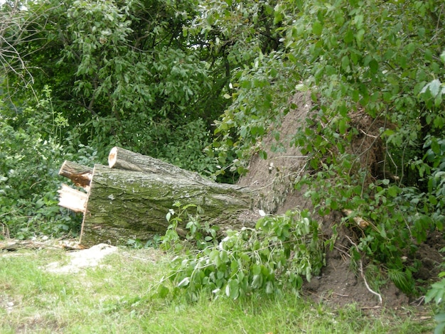 Erba che cresce sul campo