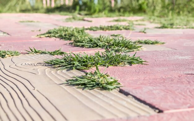 Erba che cresce tra le lastre di pavimentazione