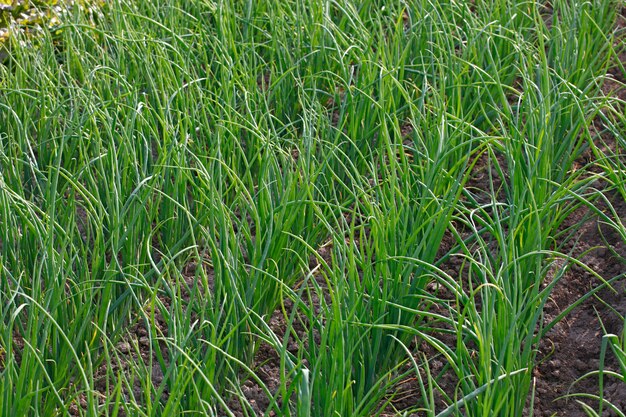 Erba cipollina aglio cresce su un terreno