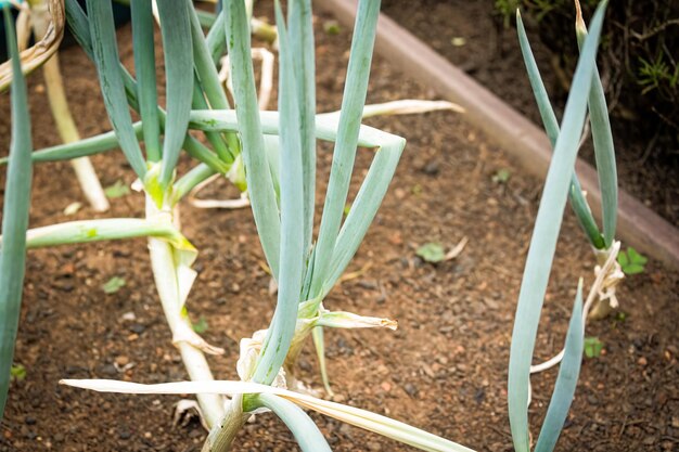 Erba cipollina con sfondo giardino sfocato Illuminato dal sole Specie Allium Schoenoprasum