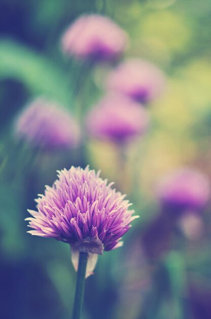 Erba cipollina in fiore ( Allium schoenoprasum).