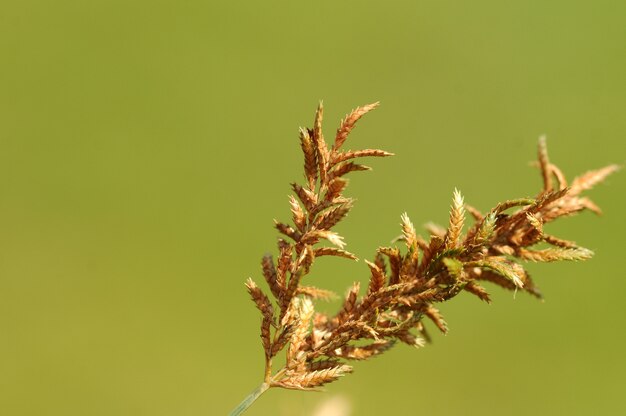 Erba con bellissimi fiori