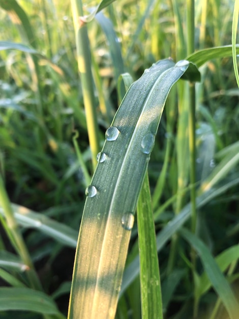 Erba con gocce d'acqua fotografia