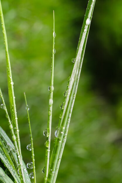 Erba con gocce di pioggia, estate sulla natura