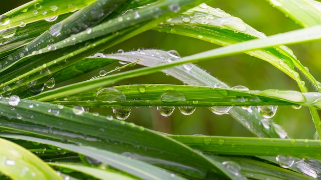 Erba con gocce di pioggia, estate sulla natura