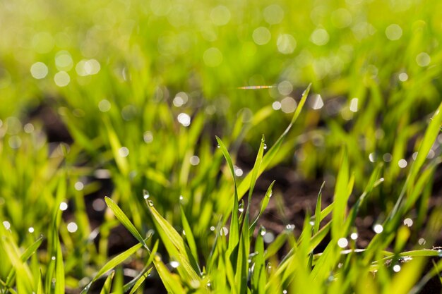 Erba con goccioline d'acqua che riflettono i raggi del sole