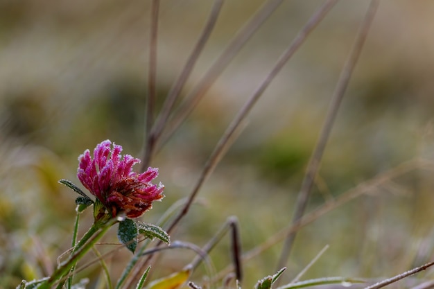 Erba con prima brina, sfondo sfocato