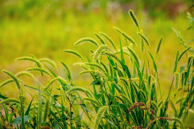 Erba con spikelets e semi in un prato su uno sfondo sfocato