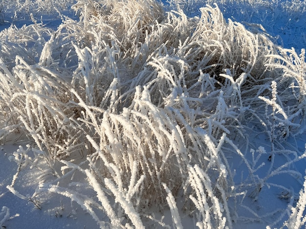 Erba congelata e congelata nel campo in inverno